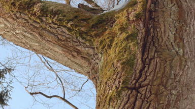 树树干树树皮特写镜头橡木树冬天树冬天森林